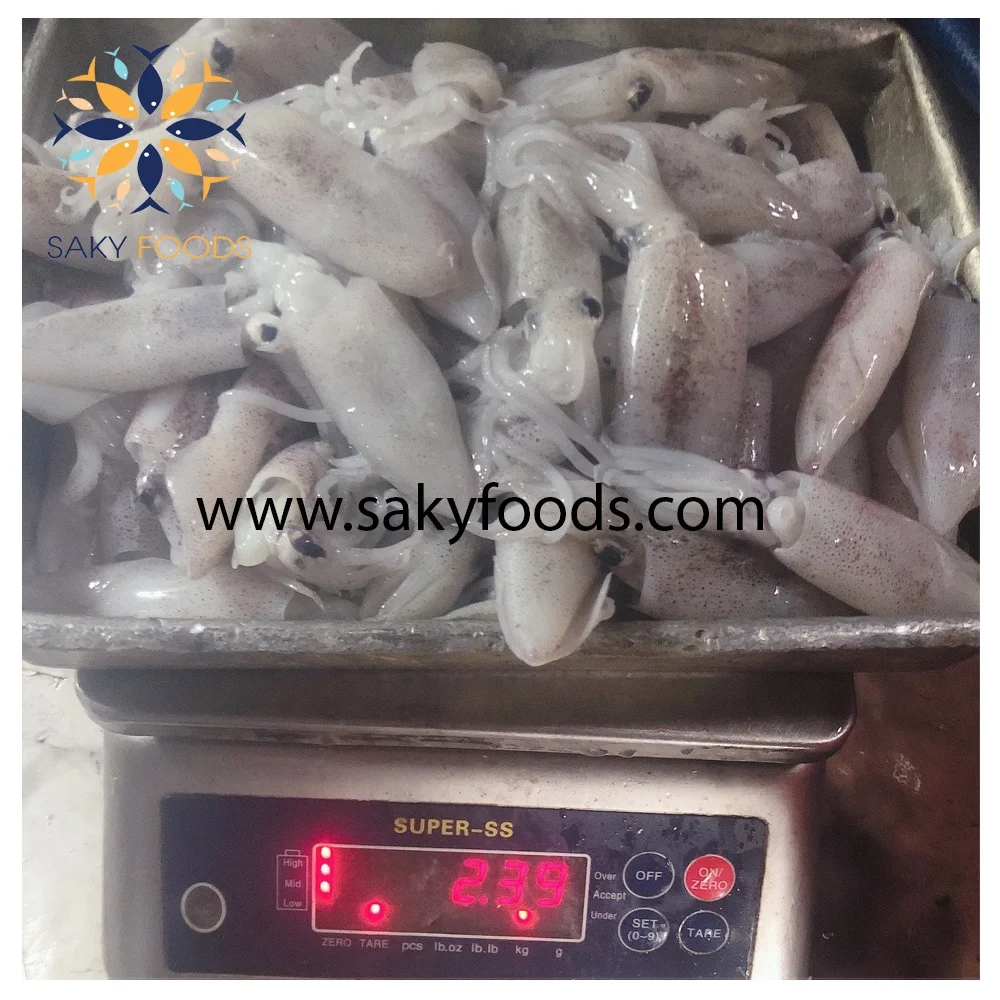 HIGH QUALITY GOOD PRICE FROZEN LOLIGO SQUID FOR  EXPORTED QUALITY