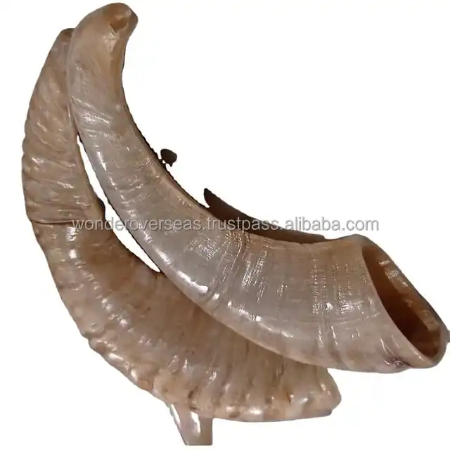 Натуральный овечий рог Шофар с полной отделкой для украшения дома ручной работы овец 2023 новейший за рубежом