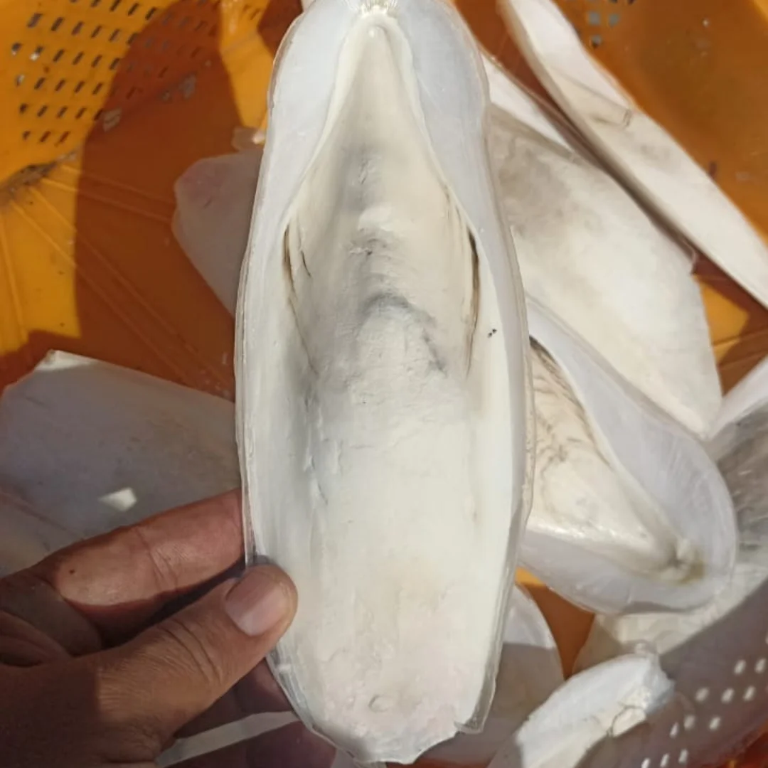 CUTTLEFISH BONE SMALL 100% NATURAL AND BEST QUALITY FROM VIETNAM FOR EXPORT/BEST PRICE FOR SALE IN HOANGLINH SG Kimy+84938616690