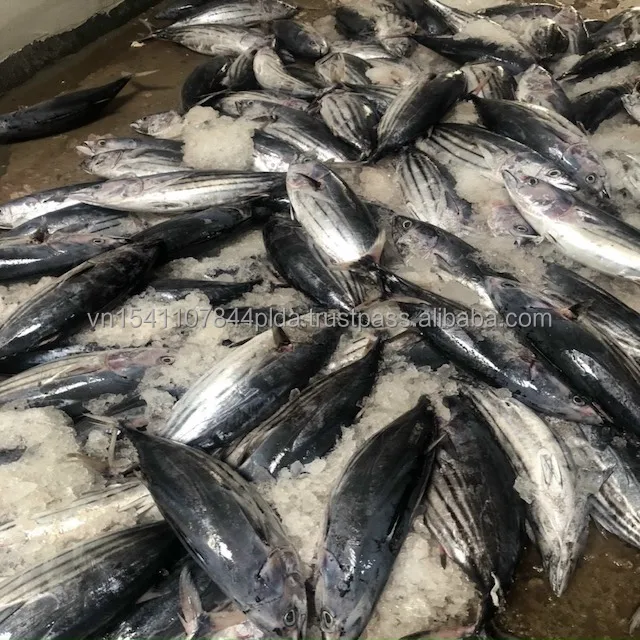 Best quality frozen whole round striped tuna from Viet Nam