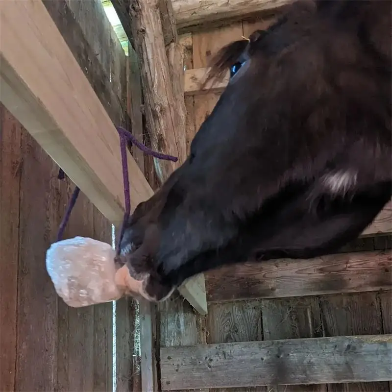 Himalayan Salt Licks For Horses 1.5kg Cattle Sheep Goat Camels Zoo & Wild Animals Wholesale Pink Salt Licks Supplier in Pakistan