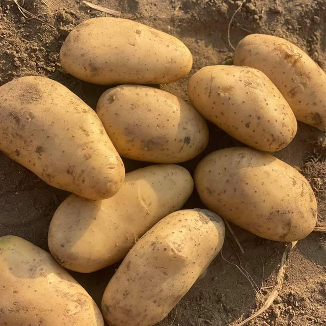 High Quality Fresh Potatoes at Low Cost for Wholesale from India