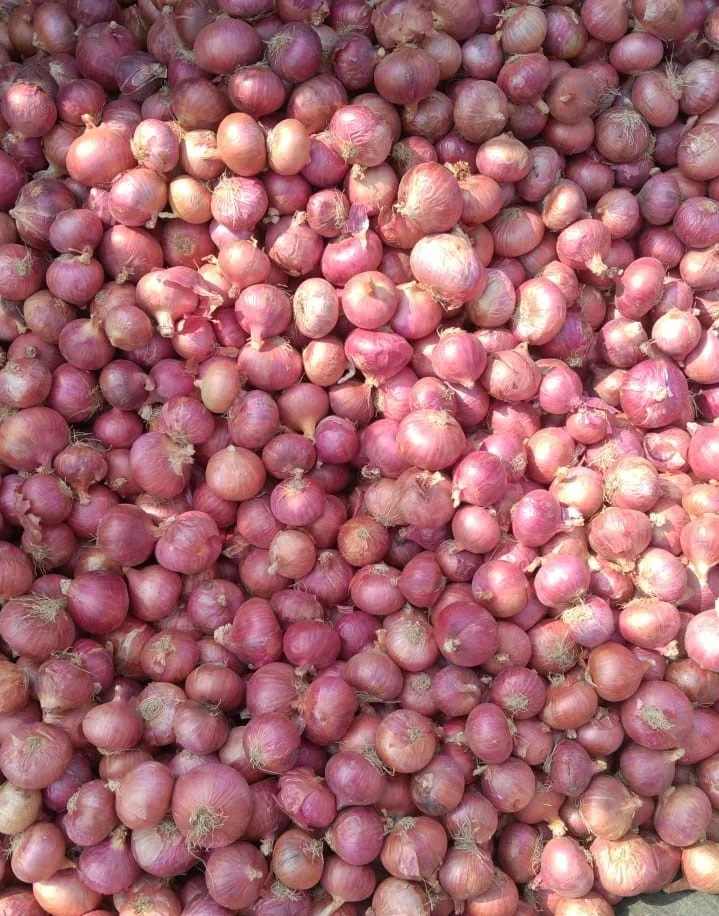 Indian Best Quality Onion