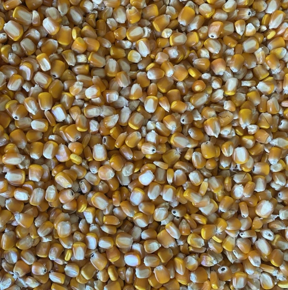 High Quality Yellow Corn 100% Natural Corn Yellow Maize Corn Grit From Son La