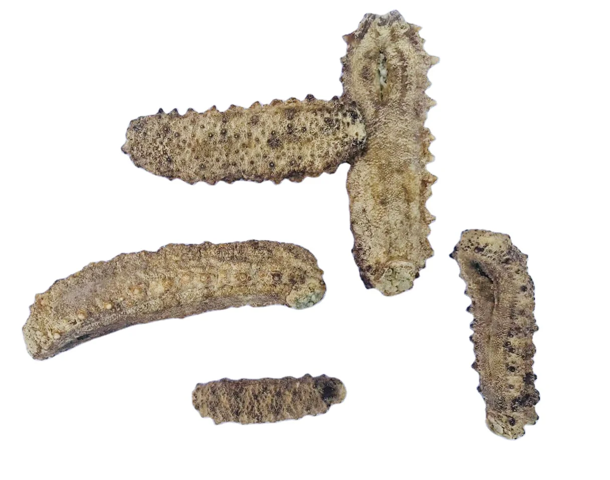 Sri Lankan Dried Sea Cucumber Natural Supplement from Sand Fish Disco White Black Teat Bulk Packaging Sea Cucumber Sri Lanka
