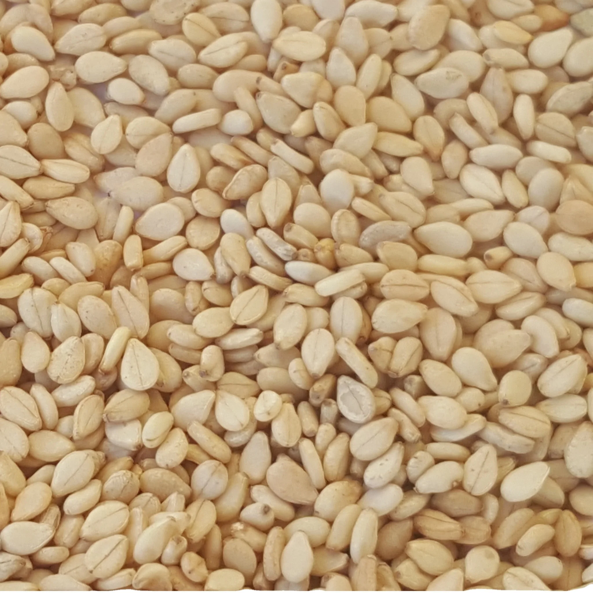 Buy Pure Natural Dried White Fresh Quality Agriculture Product for Sale Sesame seed Best Price Bulk Pure Sesame seed