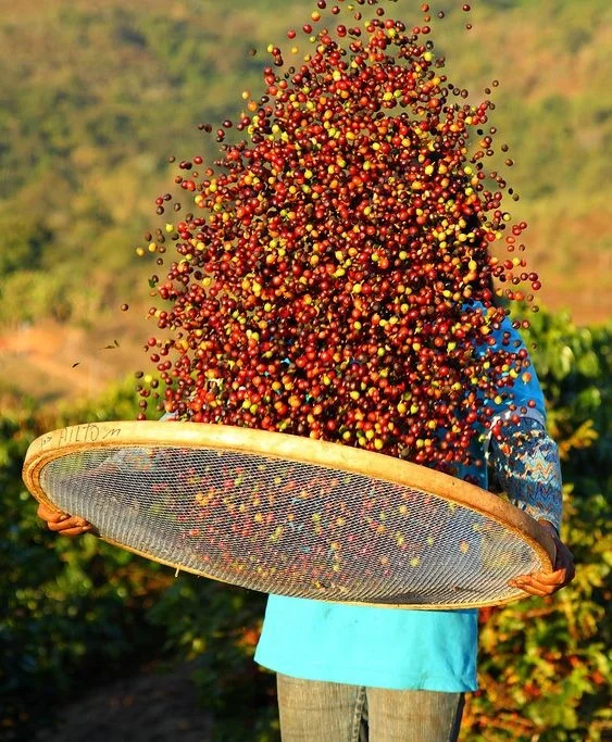 Экспорт кофе, смешанные зеленые кофейные зерна abrabica, зеленые кофейные зерна, пакеты 50 кг