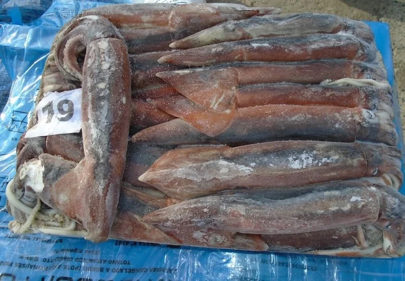 TOP SALE GUARANTEED QUALITY WHOLESALE PRICE FROZEN ILLEX SQUID SEAFROZEN-JIGGER