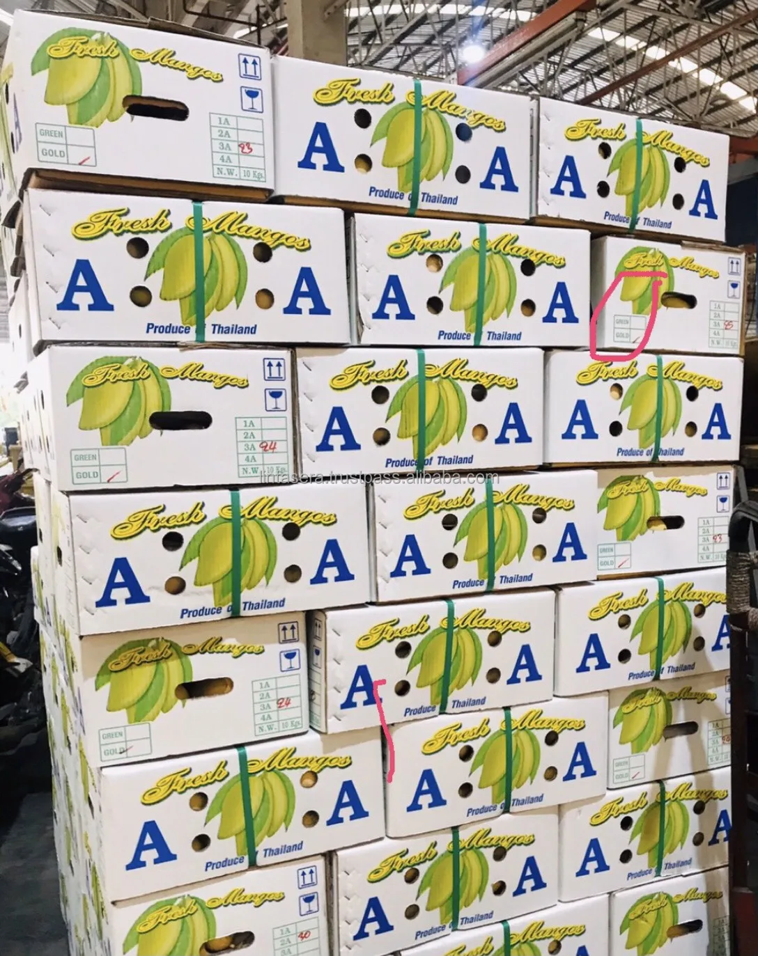 
Thailand Best Export Quality Green Mangoes 