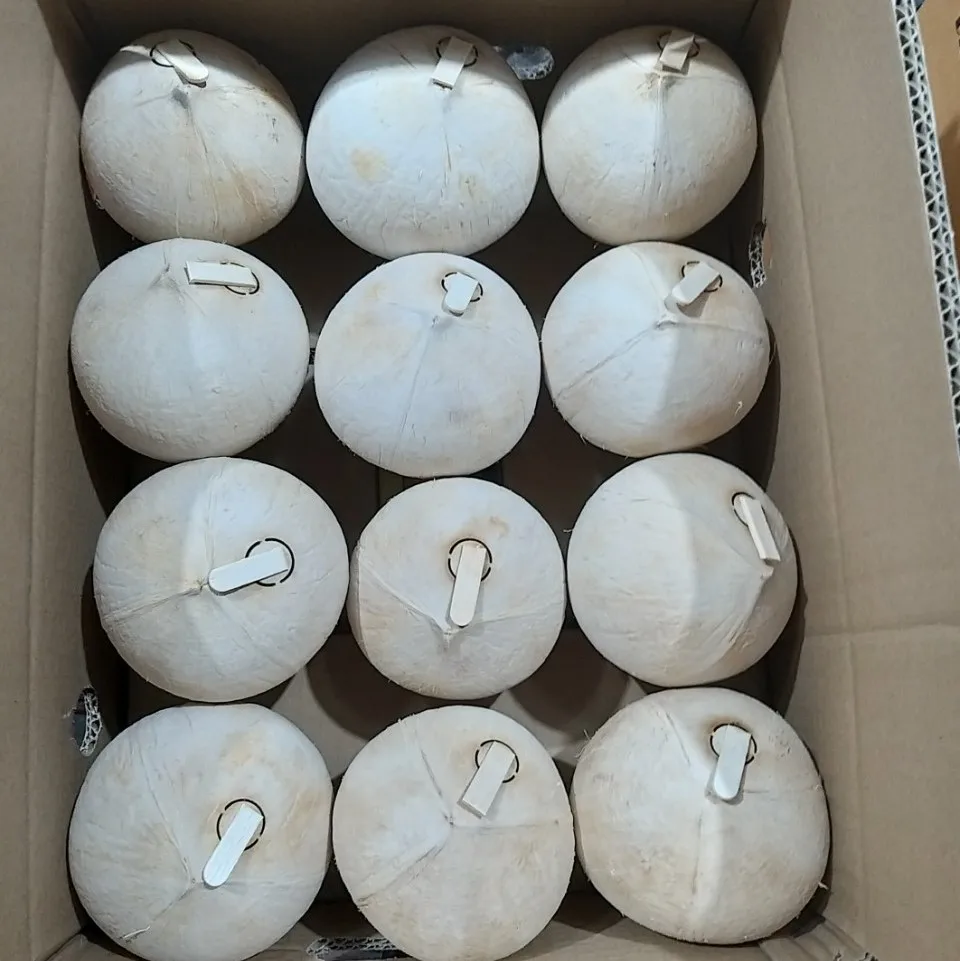 Premium Grade 100% Fresh Organic POLISHED COCONUT exported from Vietnam in Carton by Tinimex Co., Ltd (WhatsApp:+84 98 858 1390)