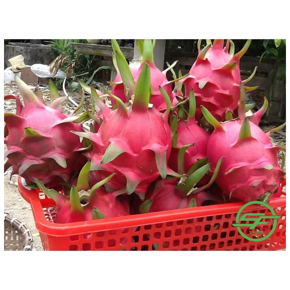 Fresh Sweet Dragon fruit Hot Selling Vietnam Export