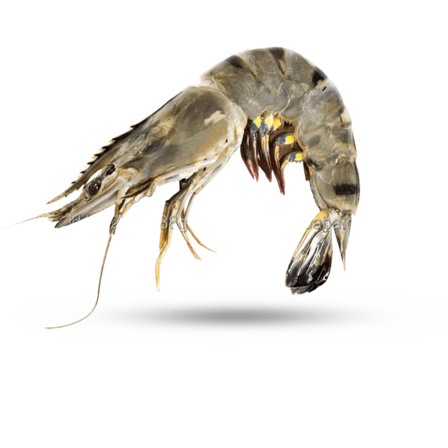 100% High Quality Wholesale White Shrimp/Fresh Water Prawn/Frozen Vannamei Shrimp Feed From Indonesia