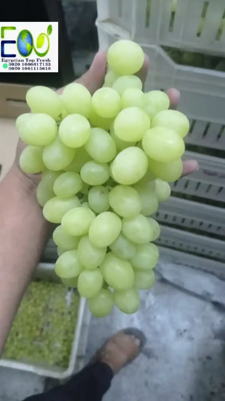 New season 2022 of fresh green grapes without seedlings for the new year ready for export from Egypt