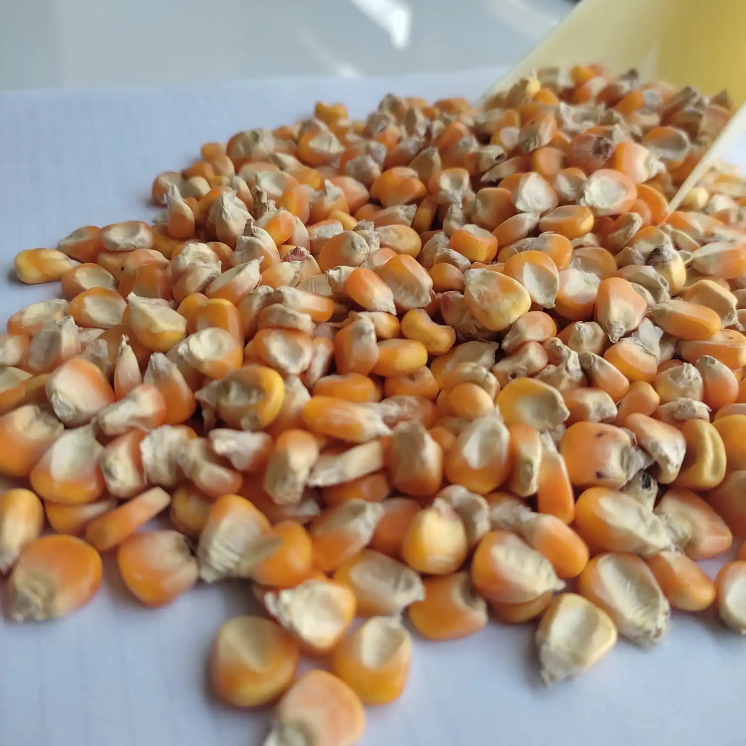 Rich Quality Yellow Corn Supplier