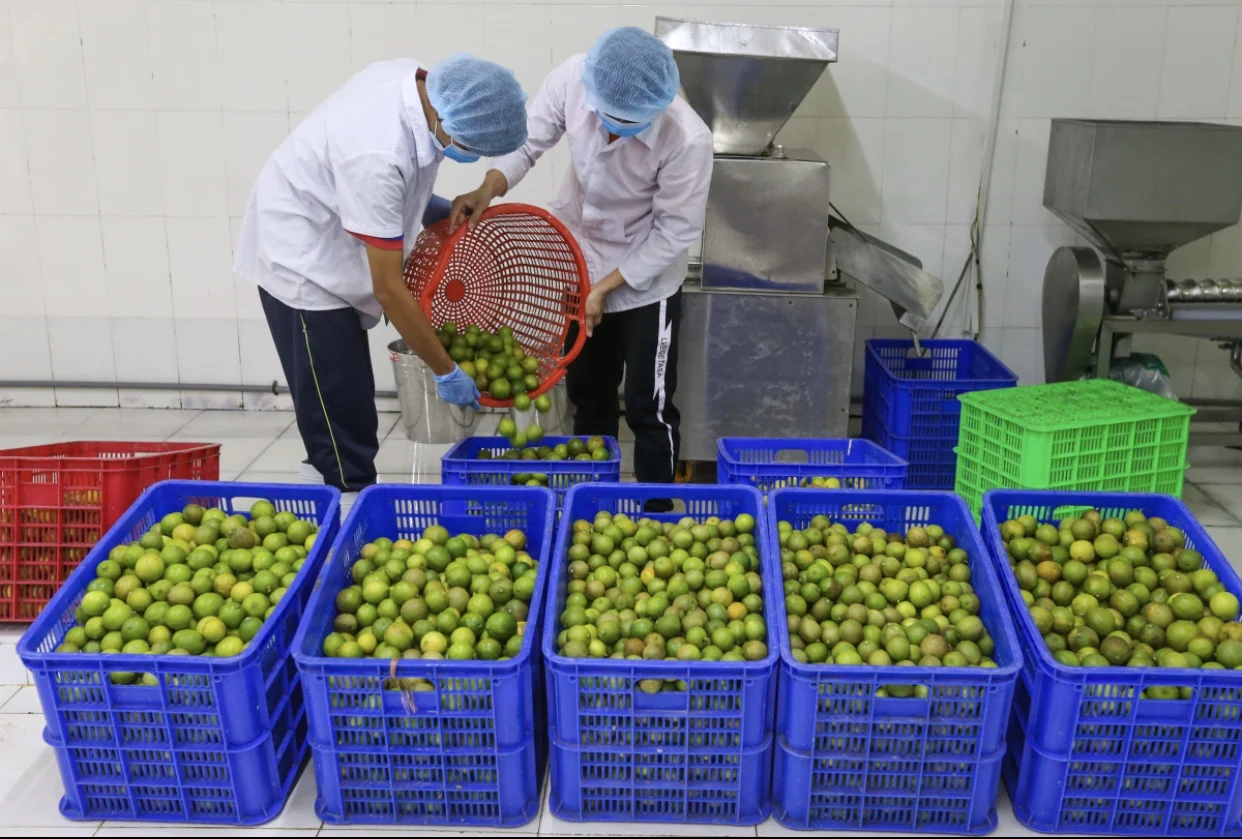 Fresh Seedless Lime Lemon Tropical Fruit Sour Taste Green Lemon For Drinking New Crop 100% Natural