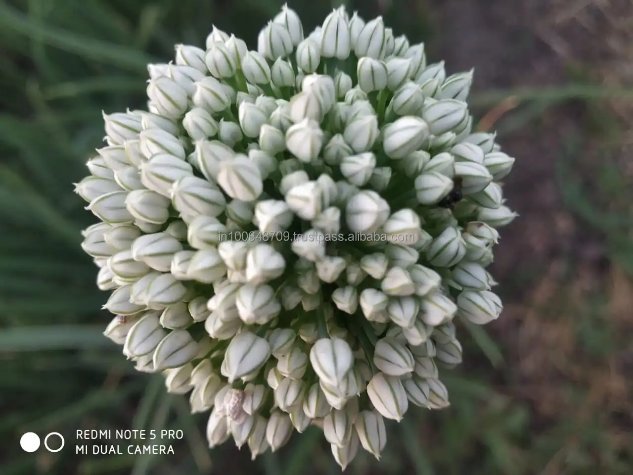 Top sale 2023 new production material for Fresh Vegetables Onion Red Bombay Onion Red Creole red piony Exporters from India