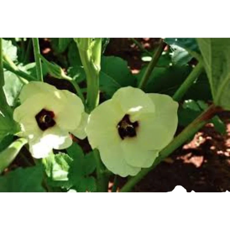 Новая продукция 2021 для okra зеленых зерен в пакетах 50 кг hdpp экспортного качества из