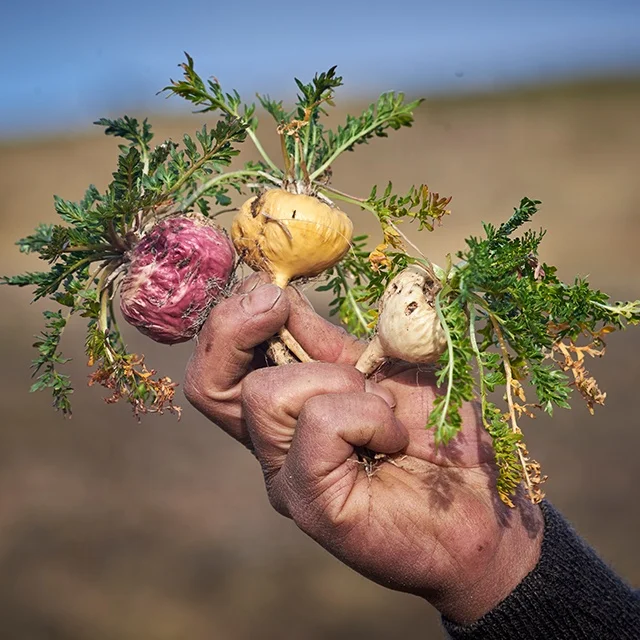 High Quality Peruvian Maca Root Powder at Wholesale Rate