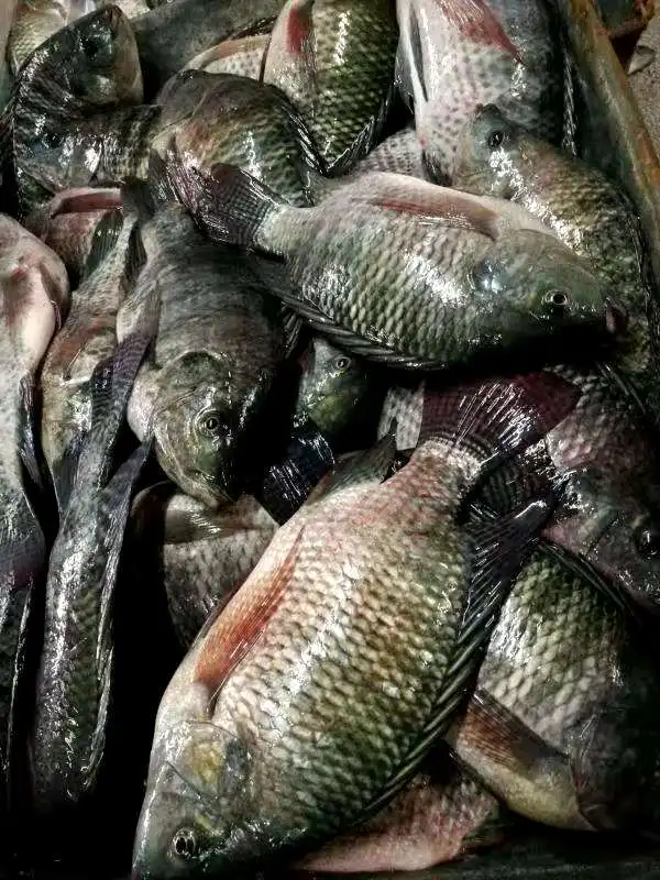 Frozen Fish Fresh Tilapia Supplier Block Bulk Style Packaging Package Weight Lbs Shelf Origin Latin Type TILAPIA WHOLE ROUND