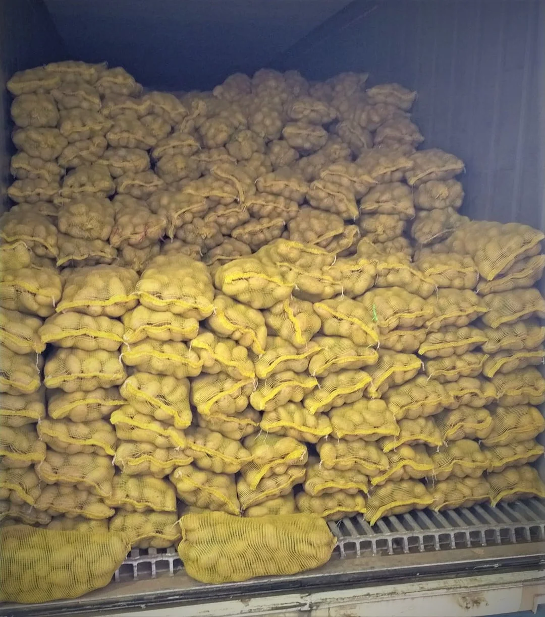 FRESH HOLLAND POTATOES PREMIUM GRADE GUARANTEE FOR EXPORT