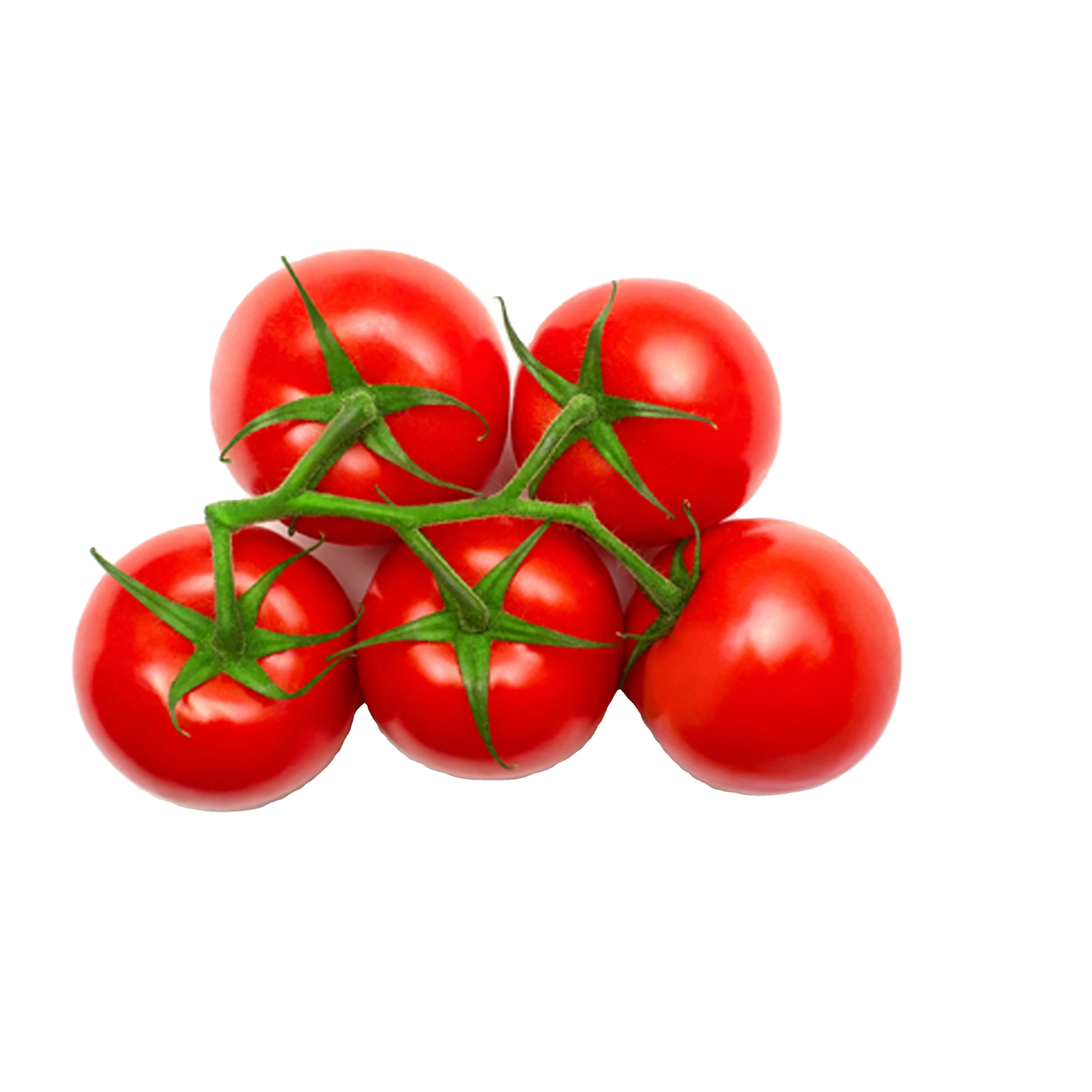 Wholesale Top Quality Fresh Cherry Tomatoes/ Fresh Tomatoes/ Fresh red tomato Cheap Prices
