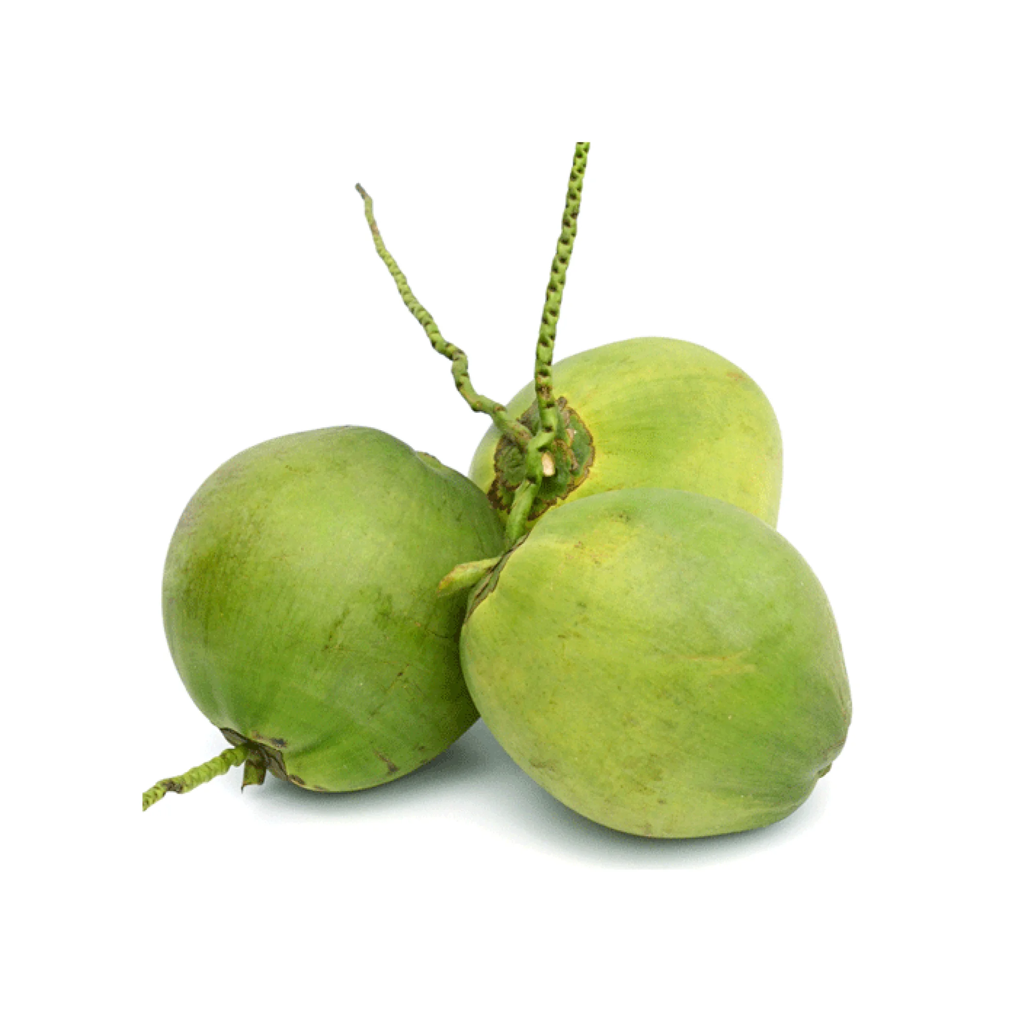 Top Selling Fresh Vietnamese Coconut 2024 Brand Vietlinh Agrimex Natural Fruit and Drink with Competitive Price