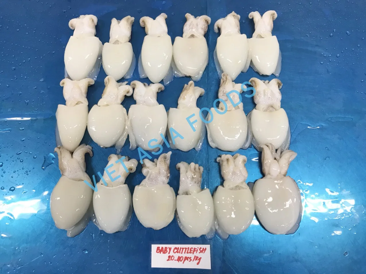 FROZEN BABY CUTTLEFISH WHOLE CLEANED