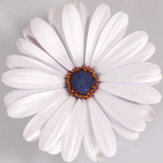 African Daisy Plants Artificial silk  or premium Bellis perennis Bellis perennis fo decoting home and businesses