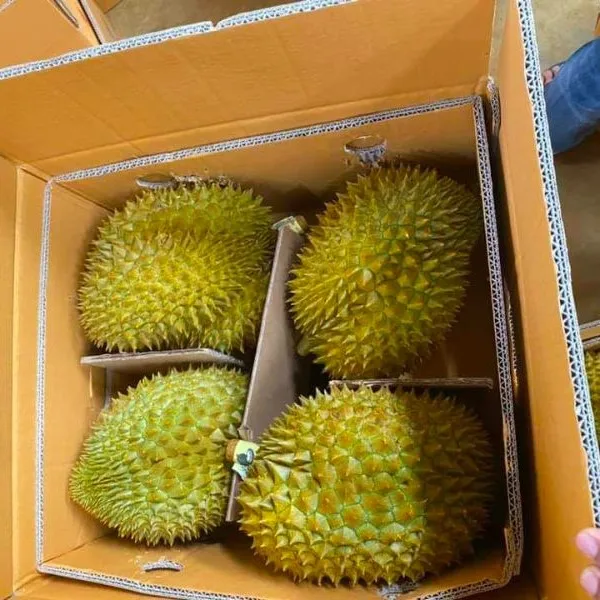 High Quality Fresh Durians from Vietnam Competitive Price Product