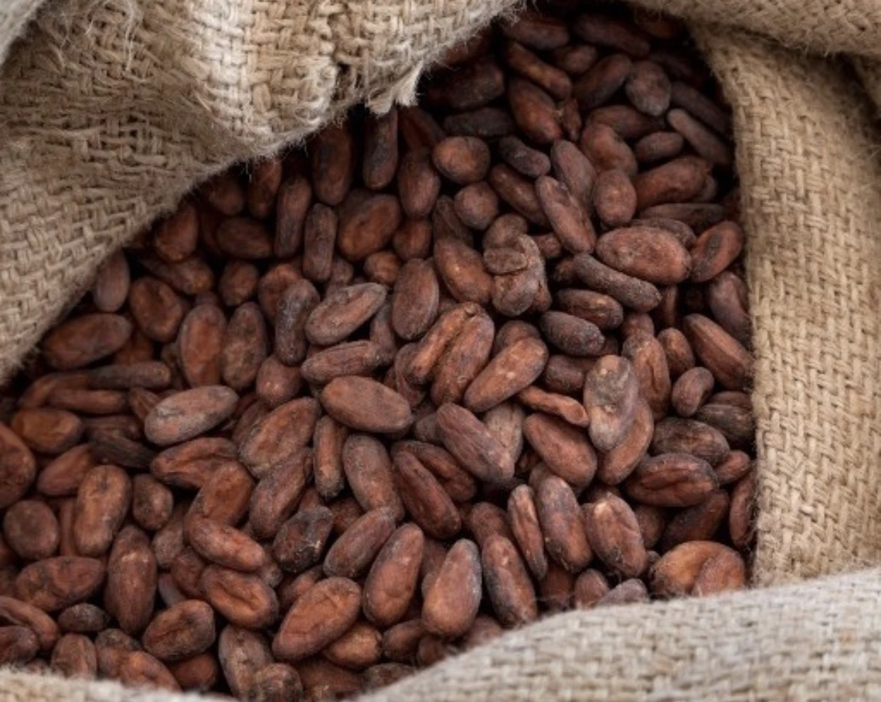 AD Special Chocolate Beans to Bar  Best Product from Thailand  Wide Range of Chocolate and Cacao Best Thai  Agriculturists