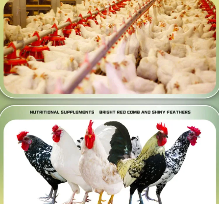 Poultry Broiler Vitamin Minerals Fattener Feed Premix