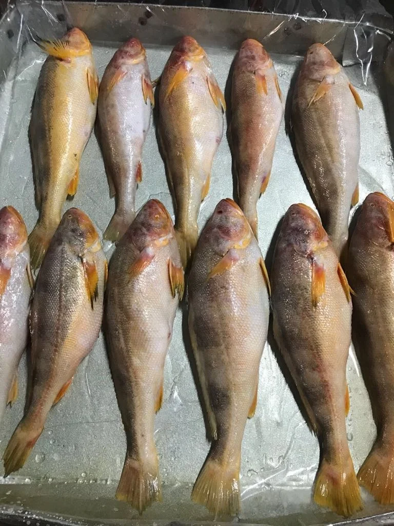 CHEAP FACTORY PRICE INDIAN SUPPLY TT CROCKER SEAFOOD