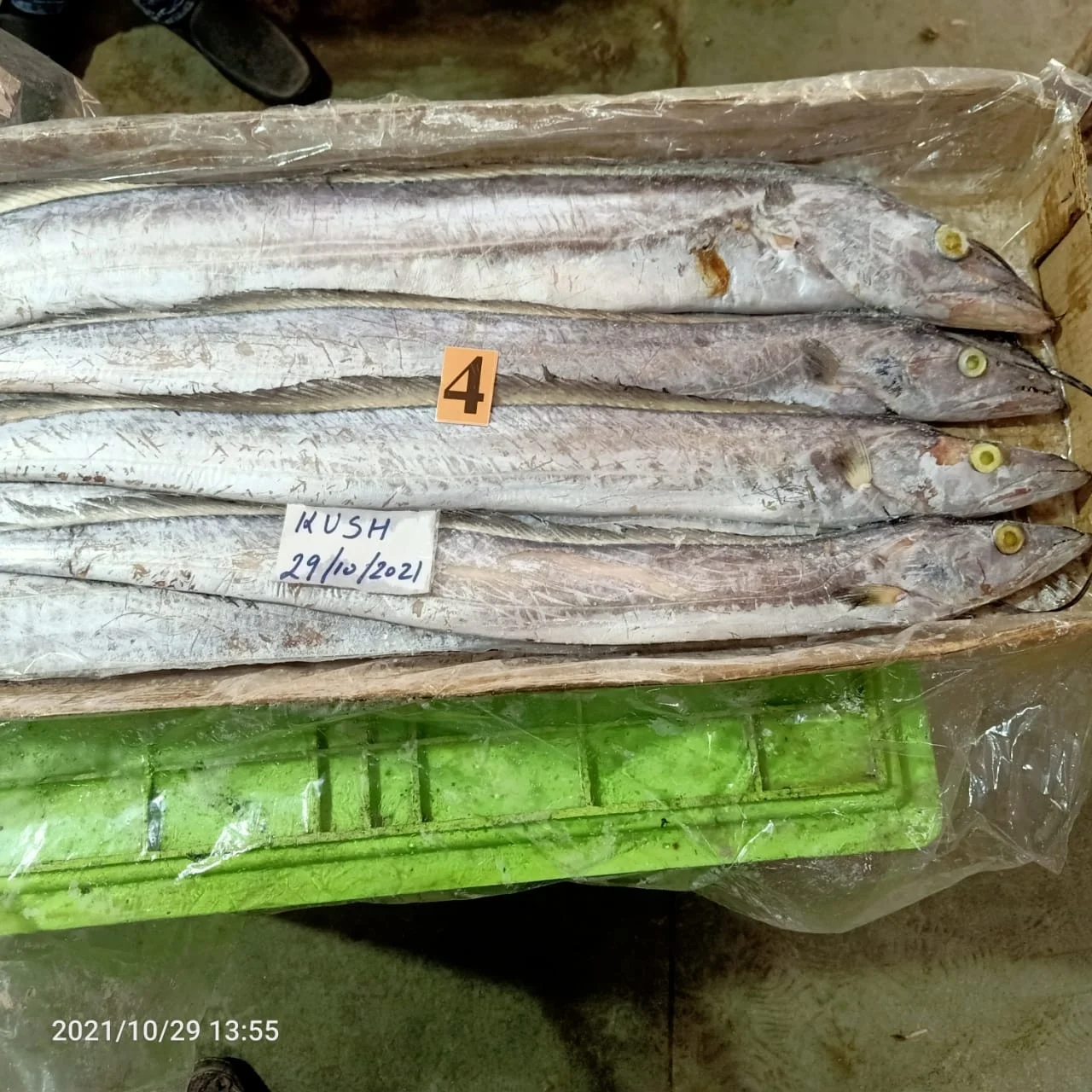 Ribbon fish / Frozen Ribbon fish / Fresh Ribbon fish