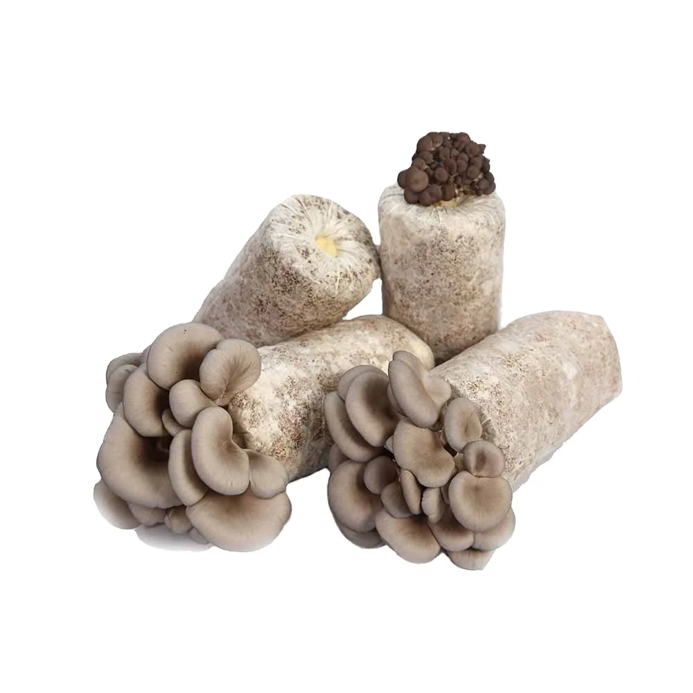  Готовые к фрукту наборы для выращивания устричных грибов Замороженный IQF с руководством набор органическим отопионом