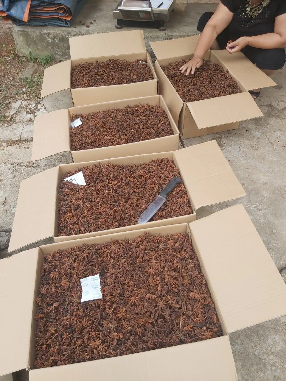 Autumn Star Anise From Vietnam, Factory Wholesale Customized Spices Dried Star Anise Star Aniseeds 2022
