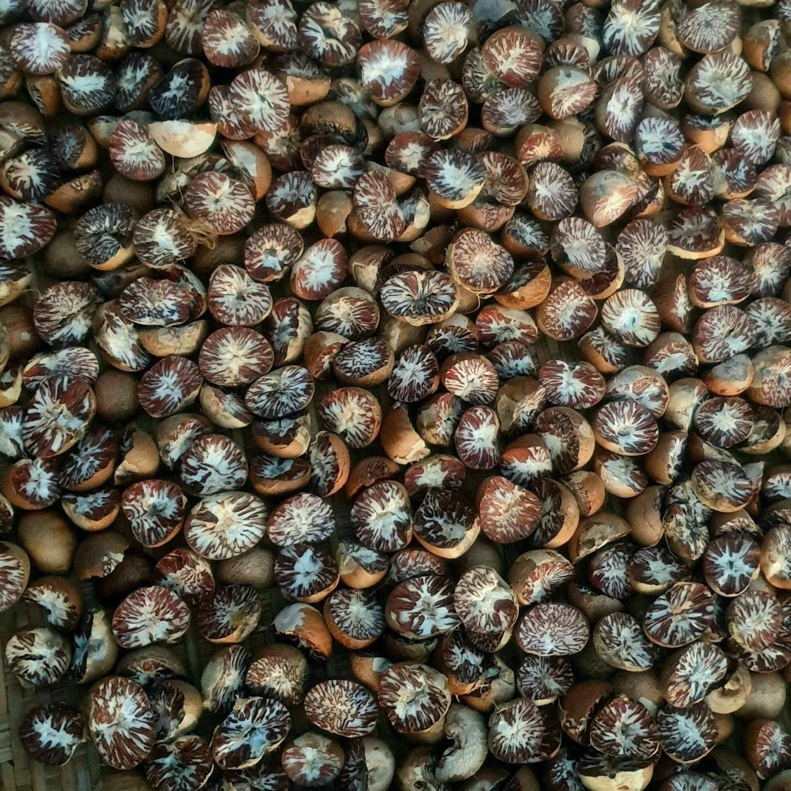 Dried Betel Nut / Areca Nuts Best Price.
