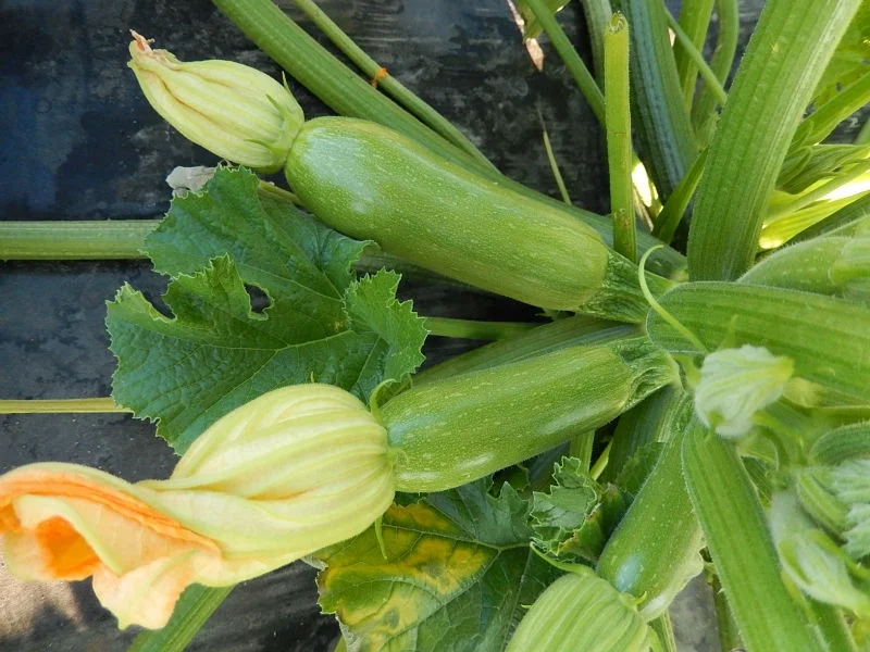 
Squash Hybrid King F1 Seeds 
