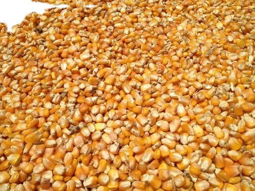  Желтая Кукуруза-ем с выбором