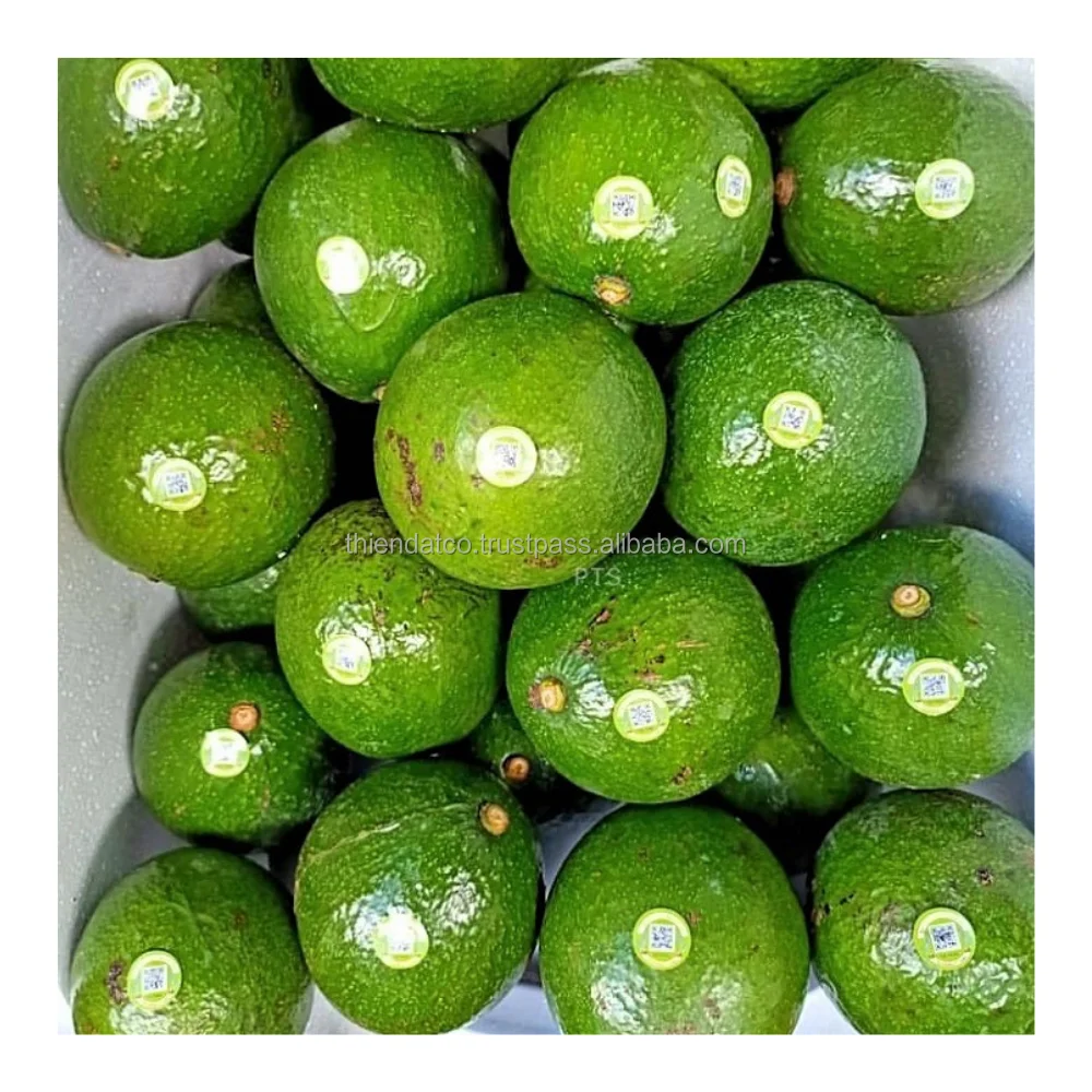 
HIGH QUALITY BOOTH ROUND AVOCADO VIETNAM 
