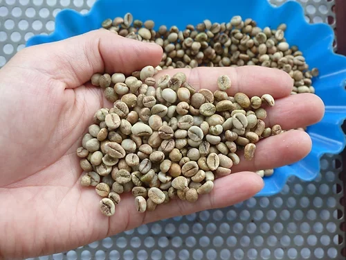 Ready to Ship 100% Top Quality Robusta grade 2 screen 13 - Raw Coffee Beans from Viet Nam Robusta Coffee Bean Exporter