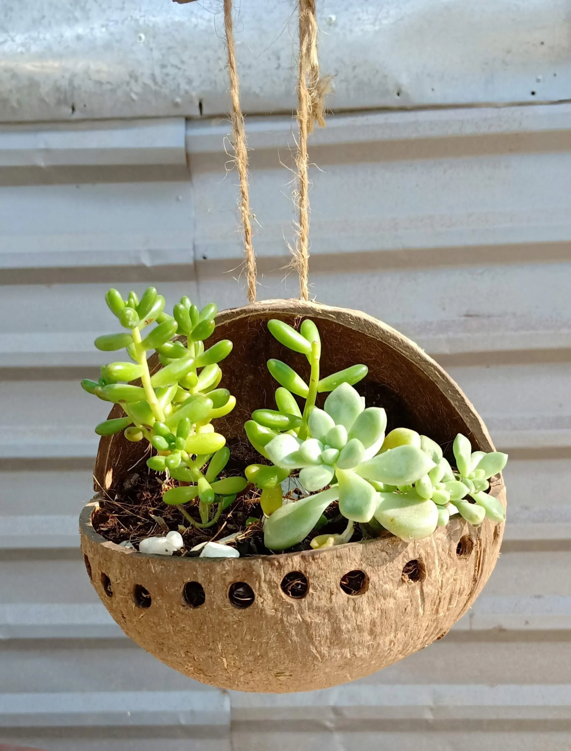 FREE LOGO FOR COCONUT SHELL FLOWER POT/ COCONUT SHELL POT FOR FLOWER PLANTING OR GARDENING FROM VIET NAM