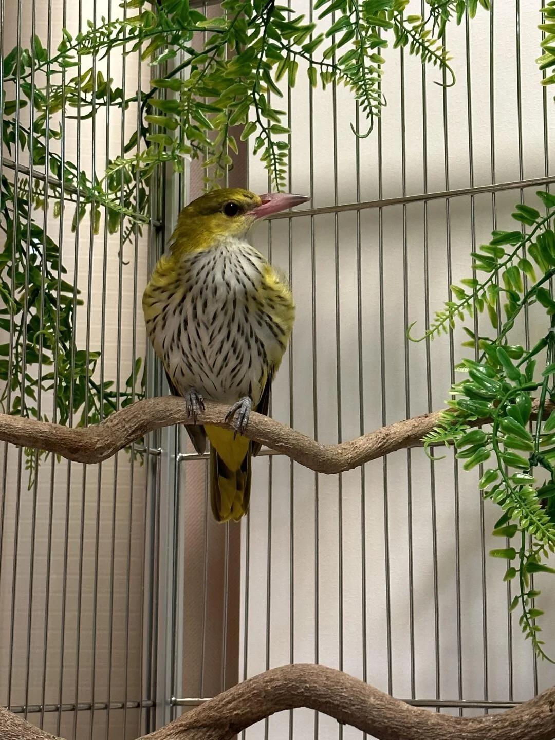 Custom Lightweight Aluminum Birds Cage Large with Artificial Tree and Integrated Camera Premium Aviary with Feeder Accessories