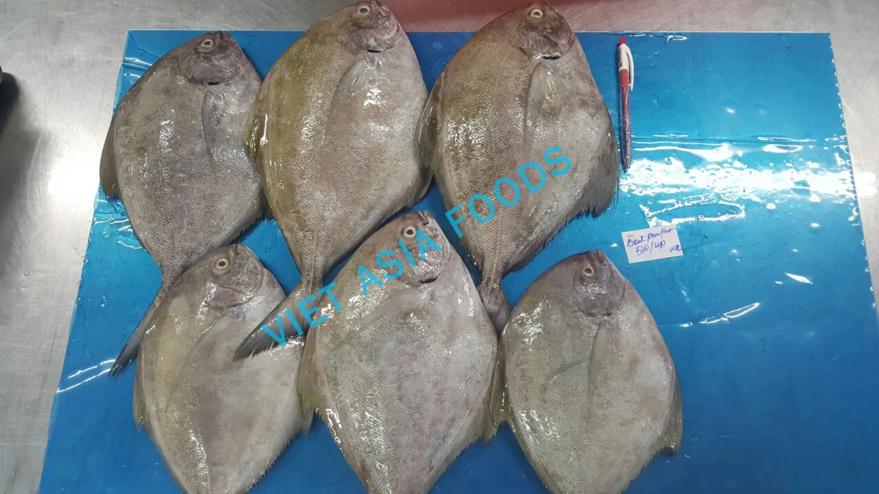 
(NEW PRODUCT) Fish Product Type FROZEN BLACK POMFRET ON SALES From VAFCO 