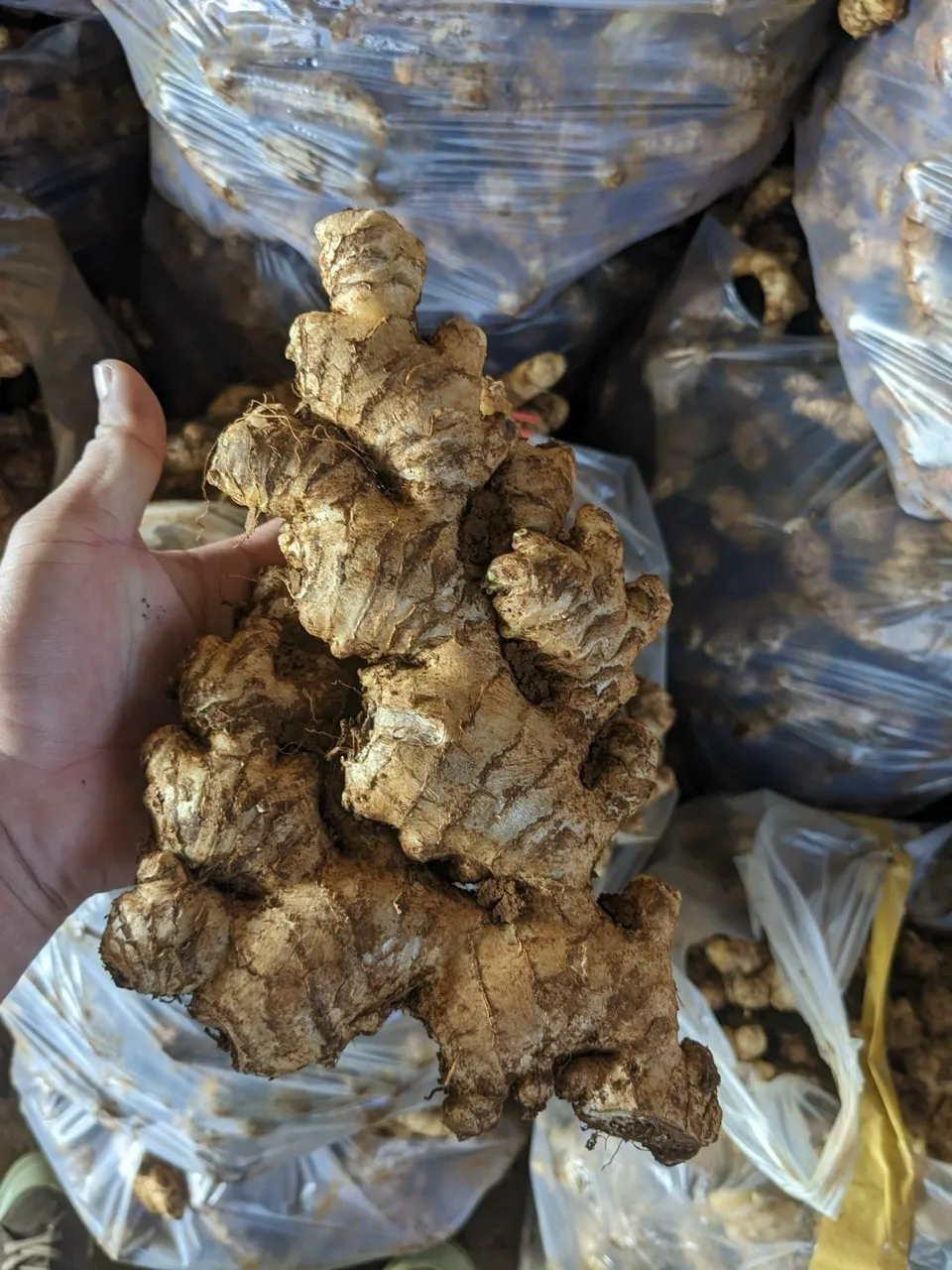 Good Market Price Per Ton Fresh Ginger Wholesale High Quality Dried Ginger Ginger For Export in Vietnam