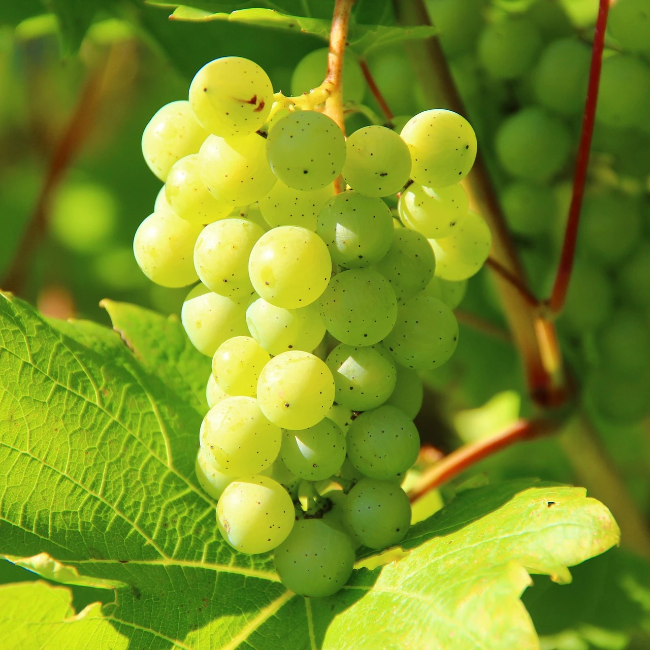 Green Grapes Wholesale Turkey Origin Fresh and Delicious Green Grapes High Quality Organic Sweet Delicious AGROWELL TURKISHGOODS