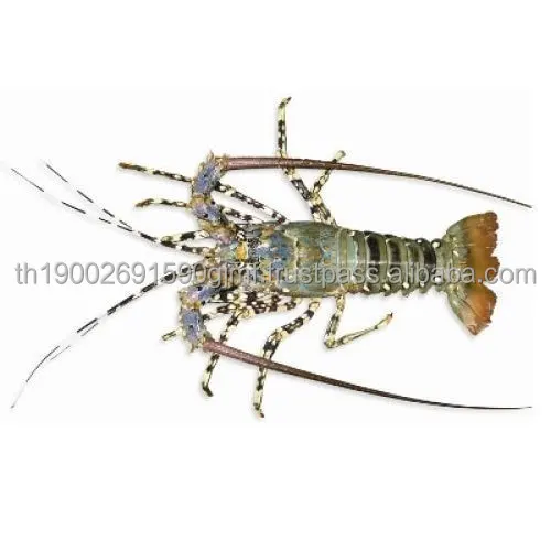 rock-lobster-500x500 (1).jpg