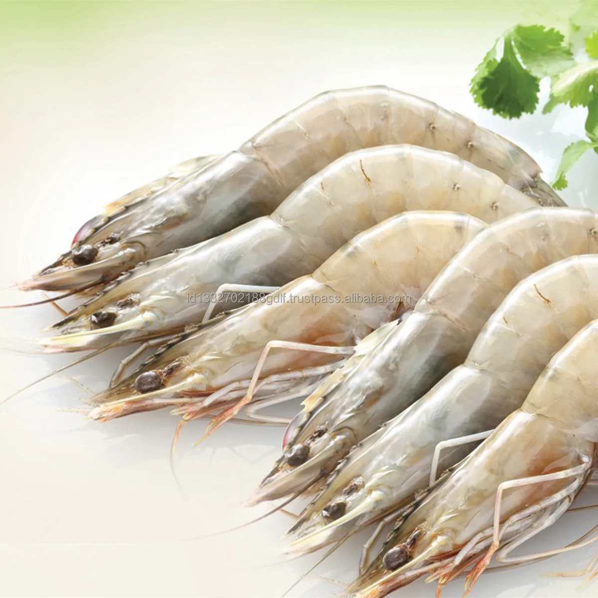 Best Selling Wholesale Price White Shrimp/Fresh Water Prawn/Frozen Vannamei Shrimp Feed From Indonesia