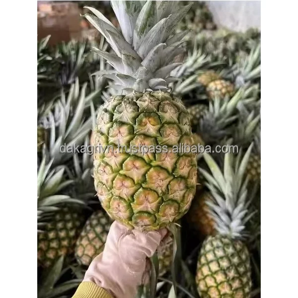 Pineapples New Vietnam High Quality Cleaning Products Bulk Quality Exporter Pineapples 100% Fresh MD2