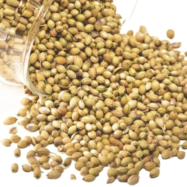 Whole Coriander Food Grade Manufacturers Wholesalers Good Quality Low Price Coriander Seeds Export Quality