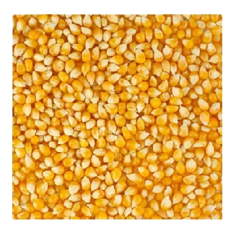 Non-GMO Yellow Corn & White Corn/Maize for Human & Animal Feed